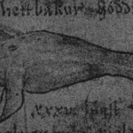 isfnr26-poster-whale